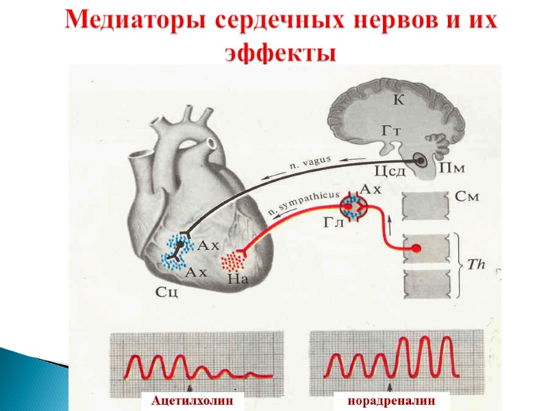 Медиаторы сердечных нервов и их эффекты норадреналин Ацетилхолин